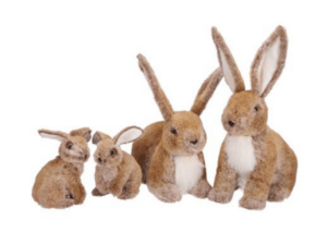 Rabbit Family