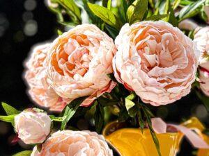 Pfingstrose Rosa Creme 3er Set